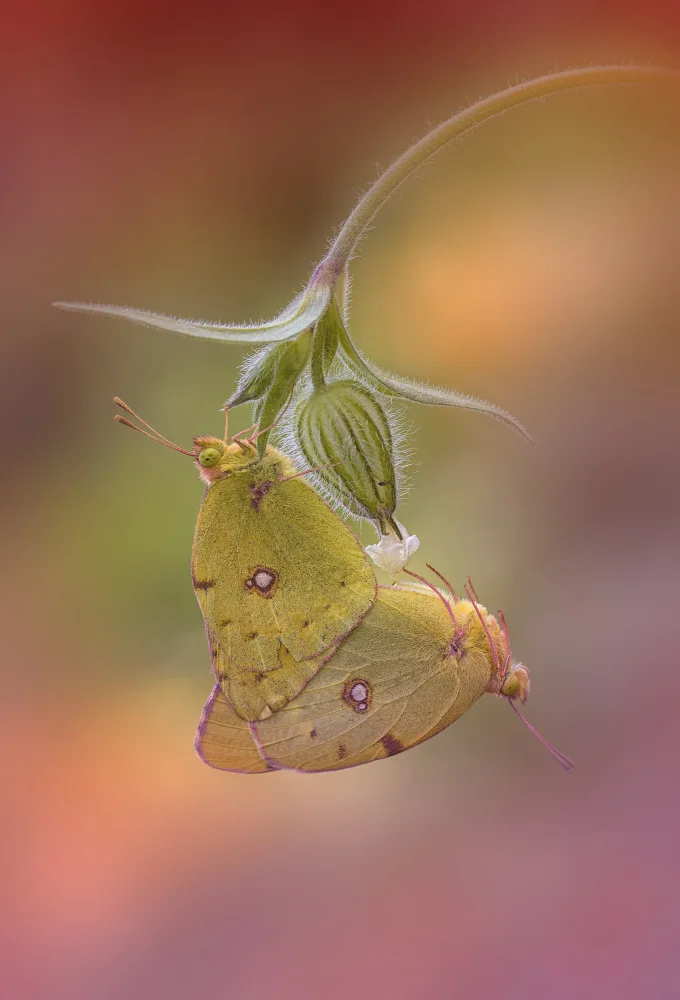 Daminelli, Fabrizio: Colias croceus - mating