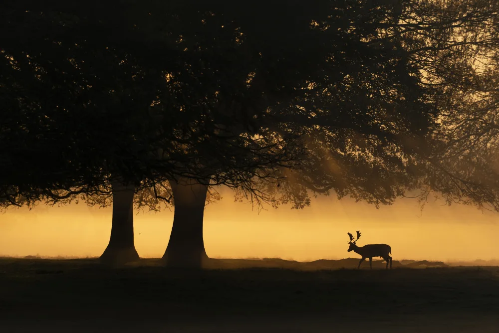 fotorax, Jevric Radojica: European Fallow Deer