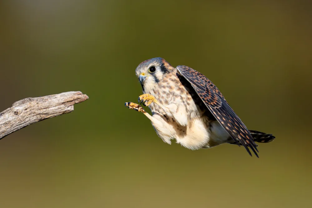 Chen, Johnny: Kestrel