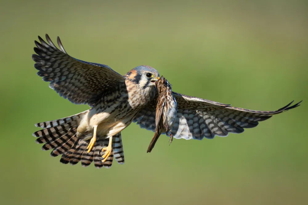 Chen, Johnny: Flying with the loot