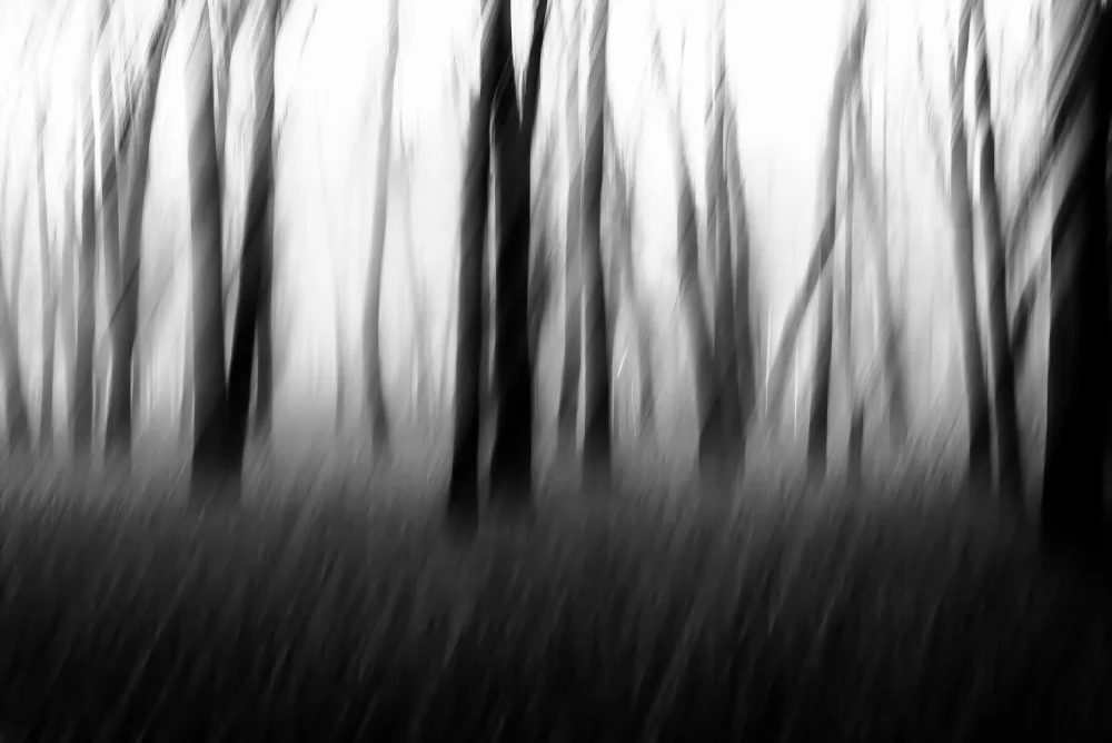 Imaginative: Alberi danzanti nella nebbia