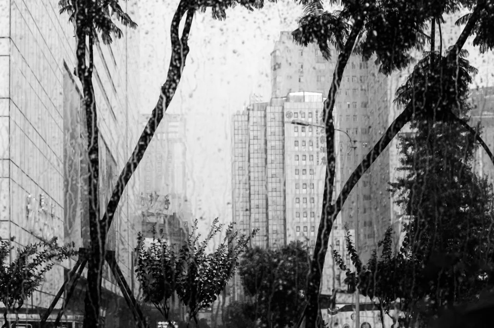Imaginative: Palms in the city