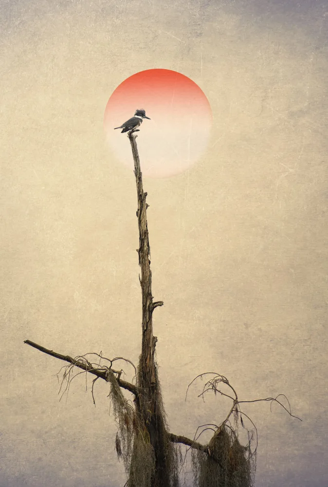 Deng, Larry: Pictorial Photography  Kingfisher