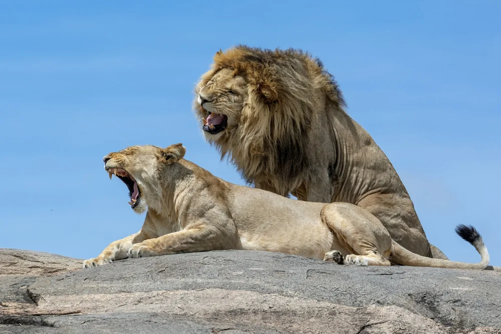 Catta, Alessandro: Roaring