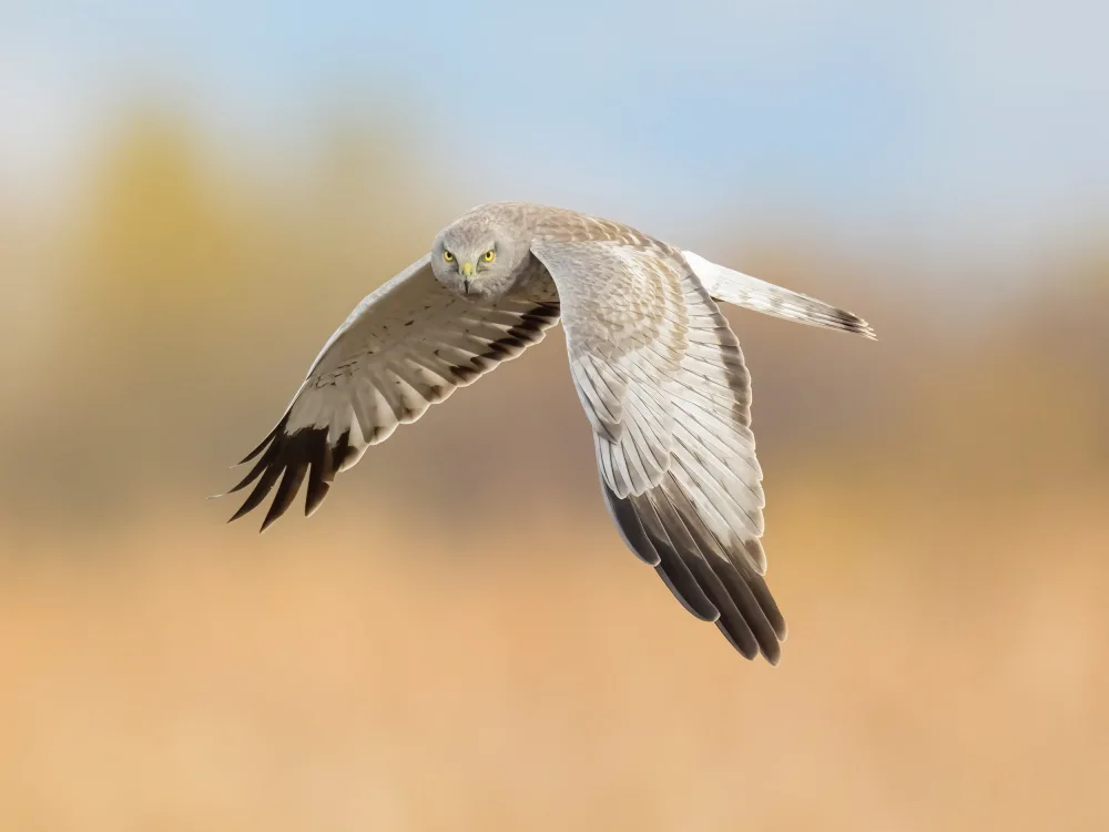 Wang, Moses: Male Northern Harrier