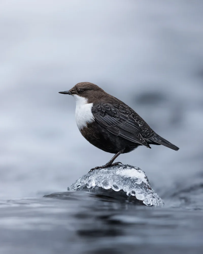 Renmyr, Magnus: White-throated dipper in the middle of the stream