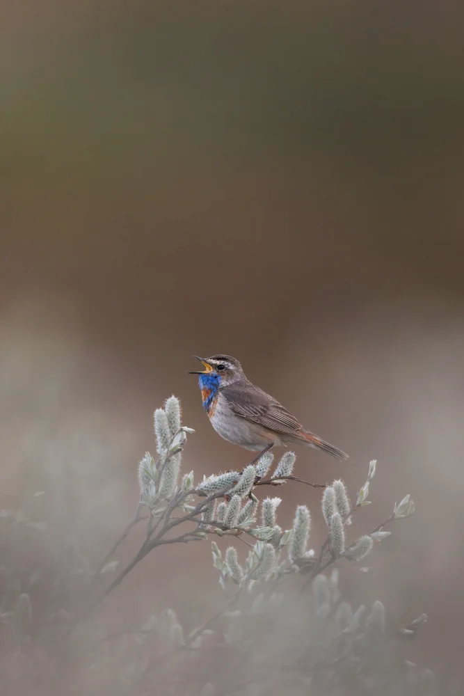 Renmyr, Magnus: Bluethroat singing from a willow thicket