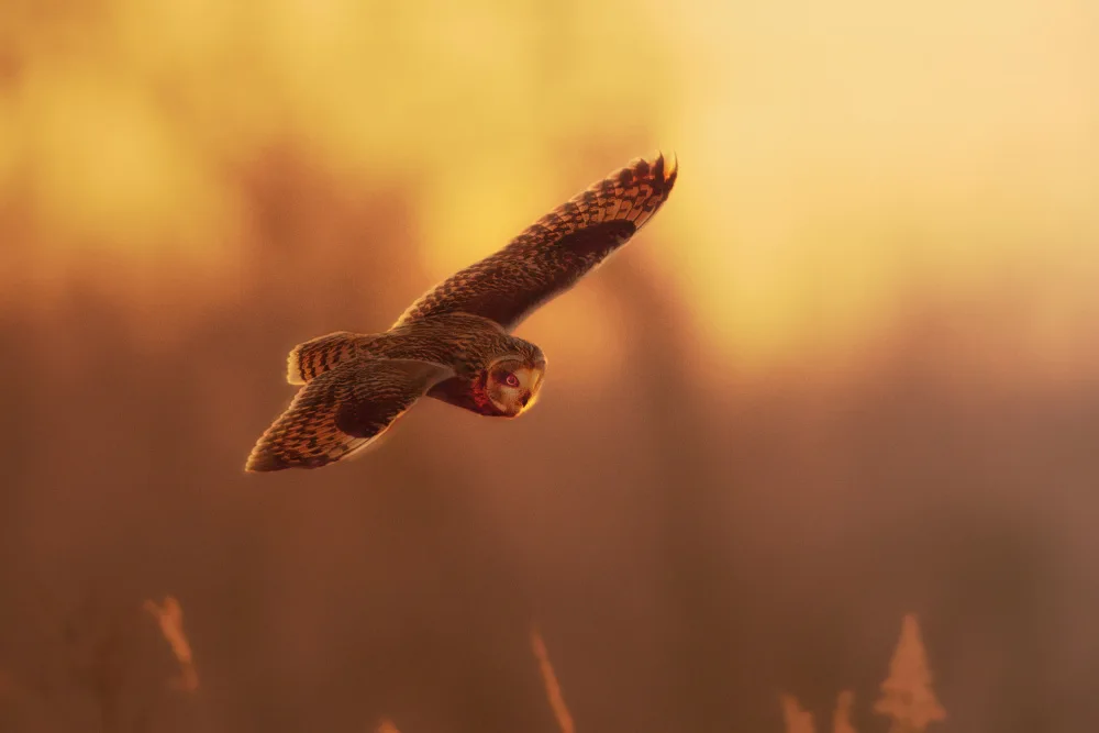 Zhang, Robert: Short eared Owl Hunting at Dusk