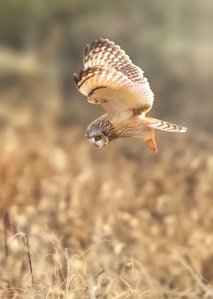 Zhang, Robert: Short eared Owl