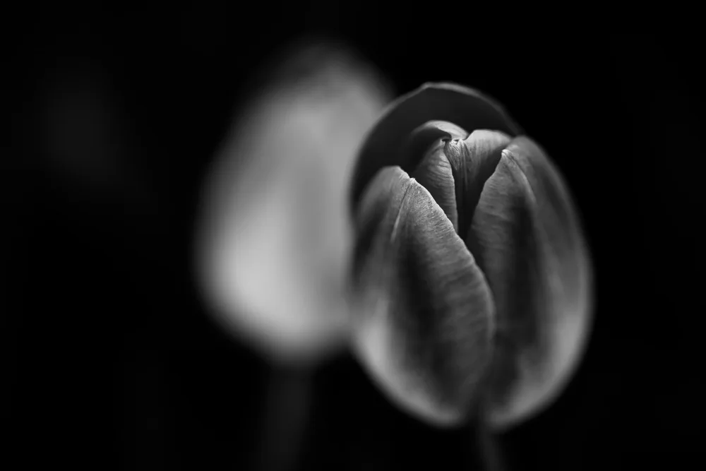 Aliace/uesan: Cold tulips