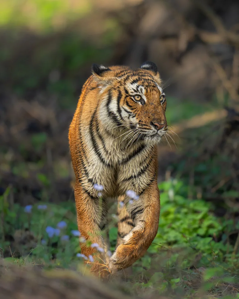 Bhatia, Yogesh: The Queen
