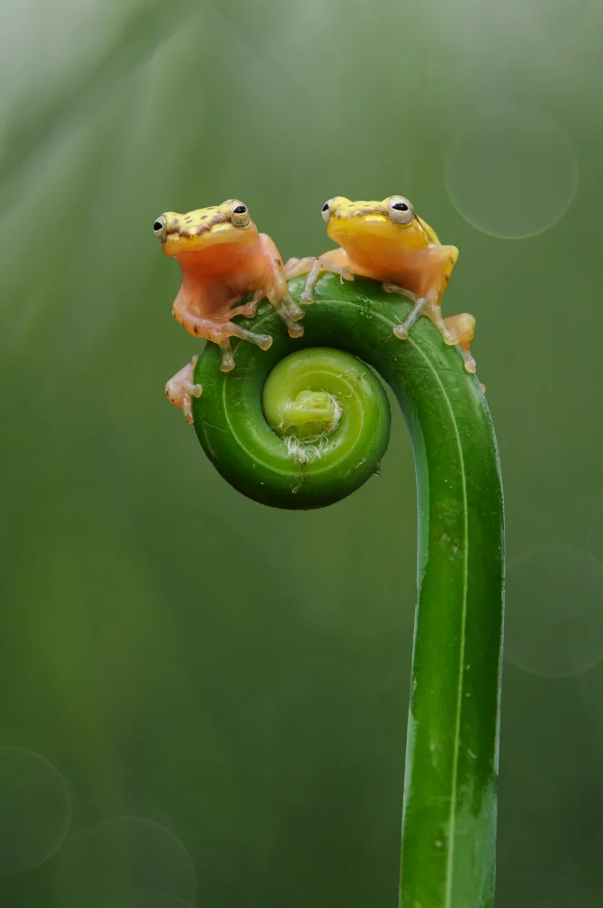 Pamungkas, Edy: Two Golden Frogs