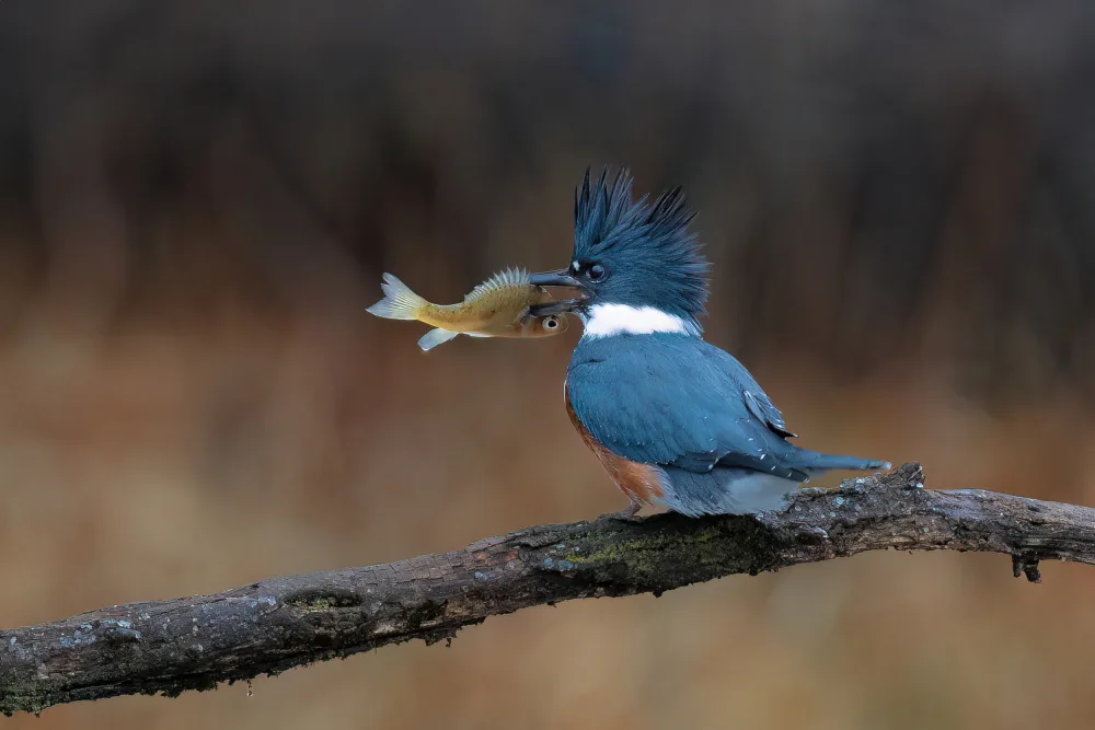 Zhang, Robert: Belted Kingfisher with Fish