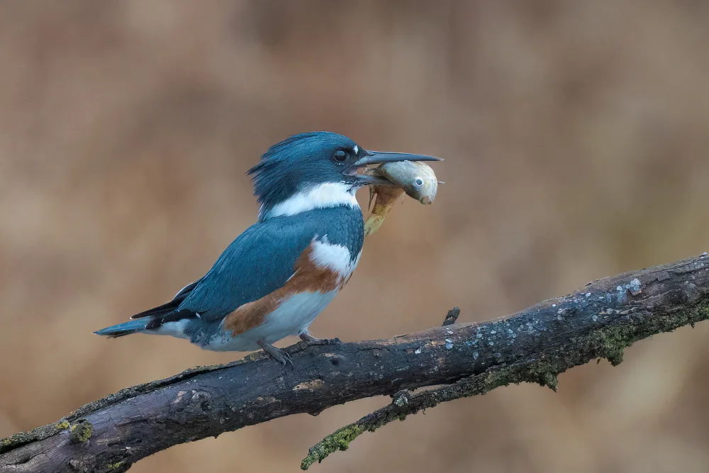 Zhang, Robert: Belted Kingfisher with fish