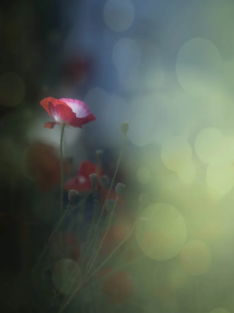 Tseng, Judy: Morning glow