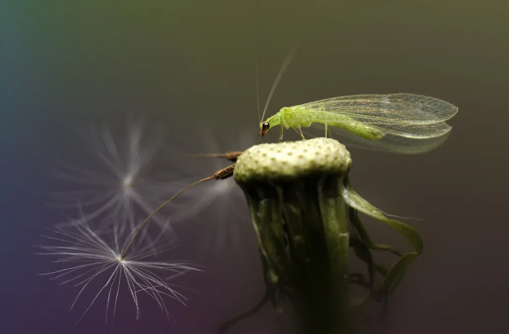 Summer2016: Chrysopidae