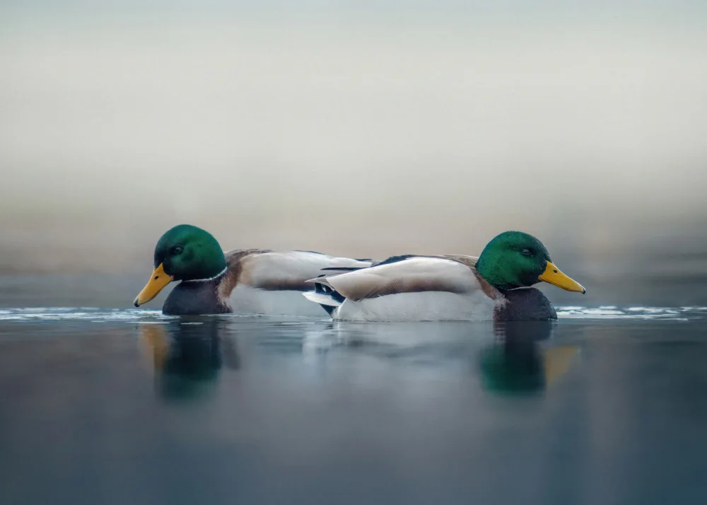 Popa, Bogdan: Crossing paths