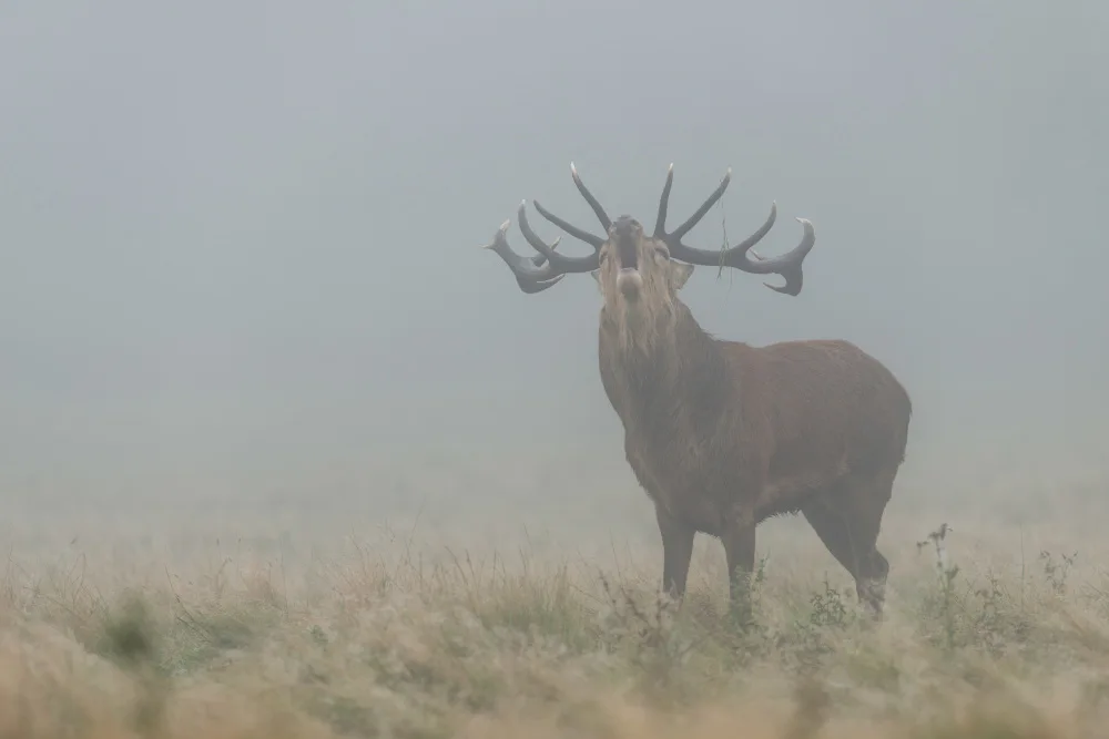fotorax, Jevric Radojica: Rothirsch im Nebel