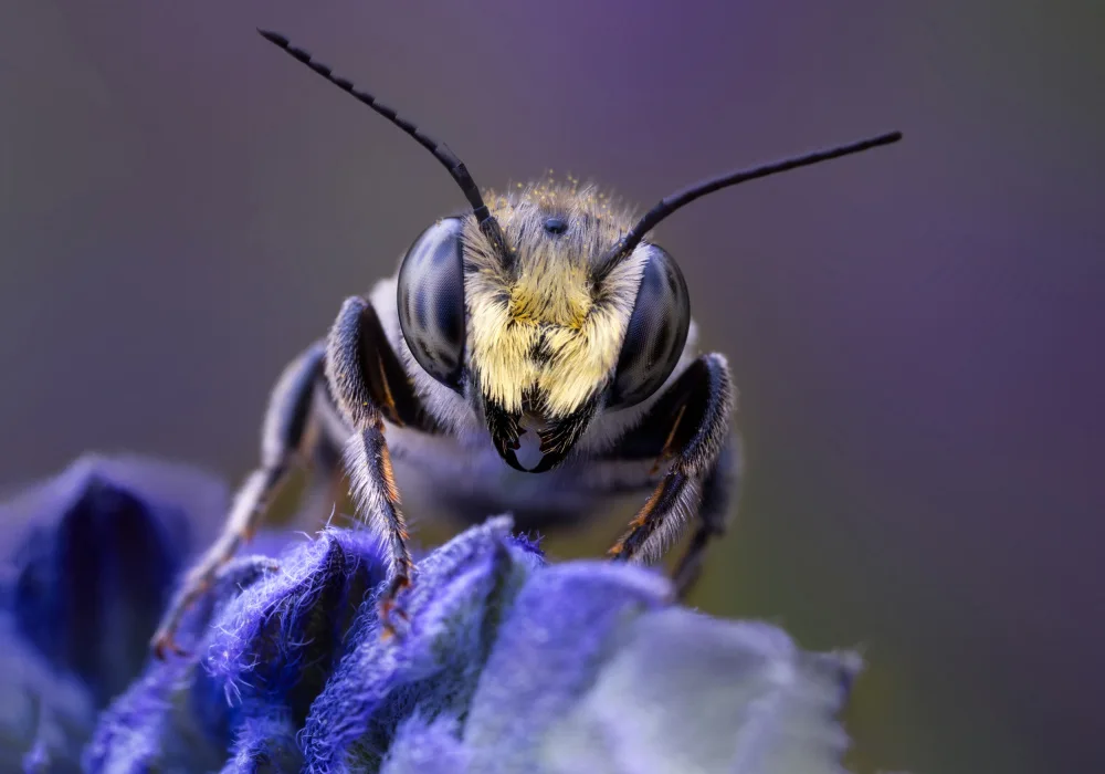 Summer2016: Little mining bee