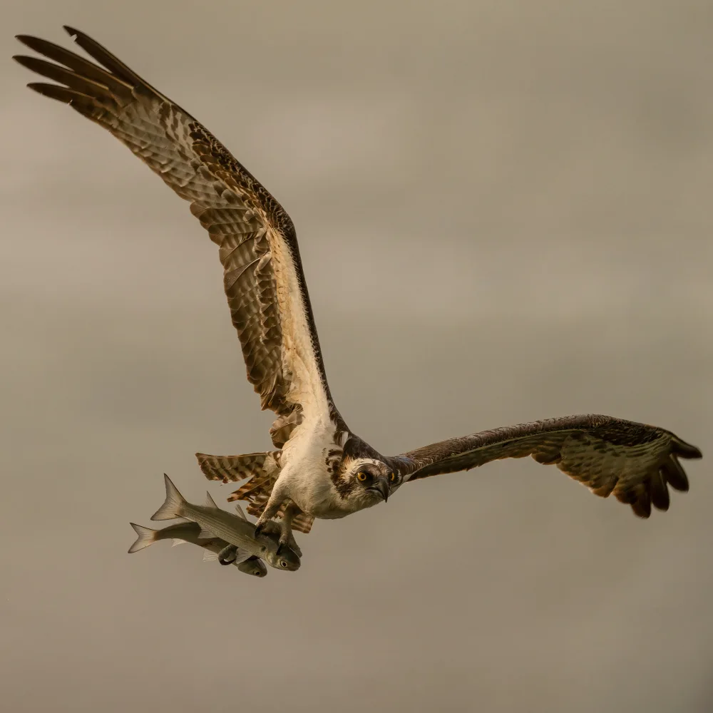 Wang, Victor: Osprey Catching Two Fishes