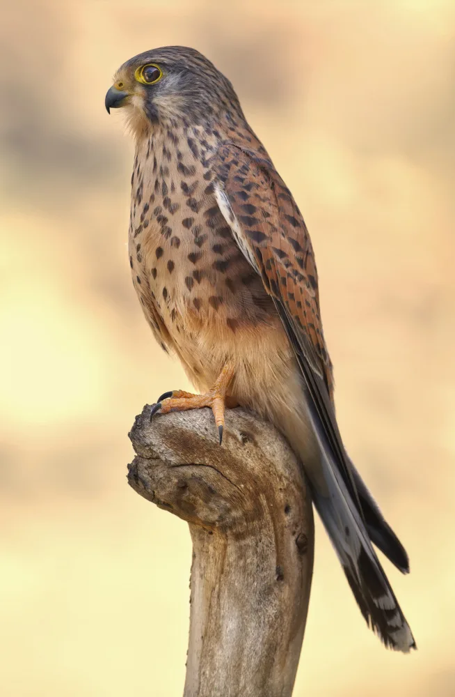 Juanjo: Male Kestrel