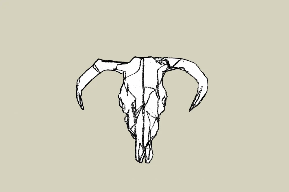 cartissi: Animal Skull No2