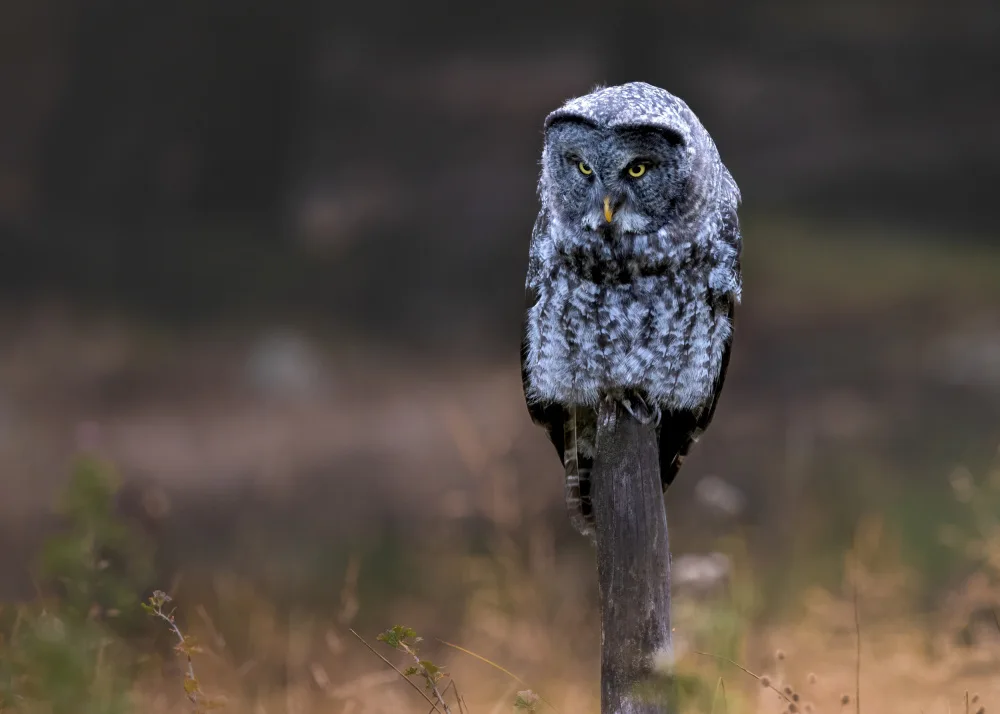 Ying, Li: Great Grey Owl