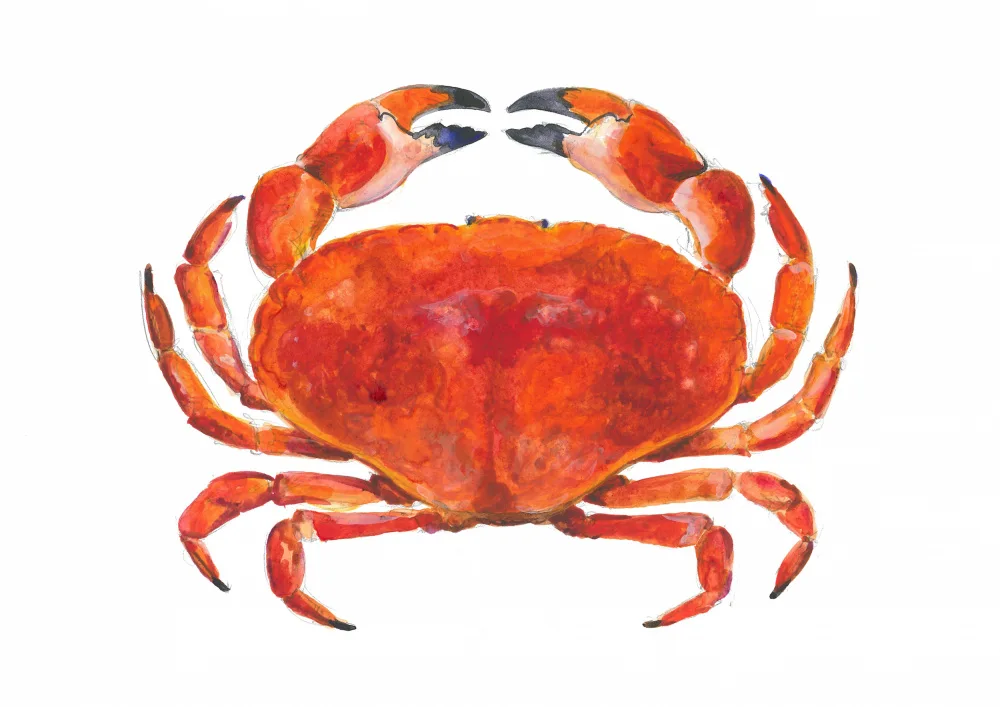 Brent, Isabelle: Crabe aquarelle