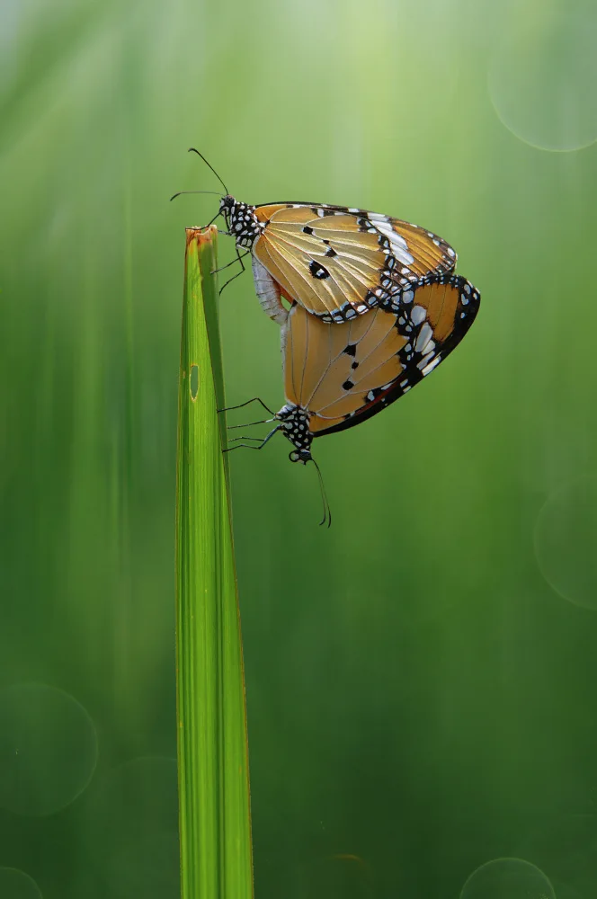 Pamungkas, Edy: Mating