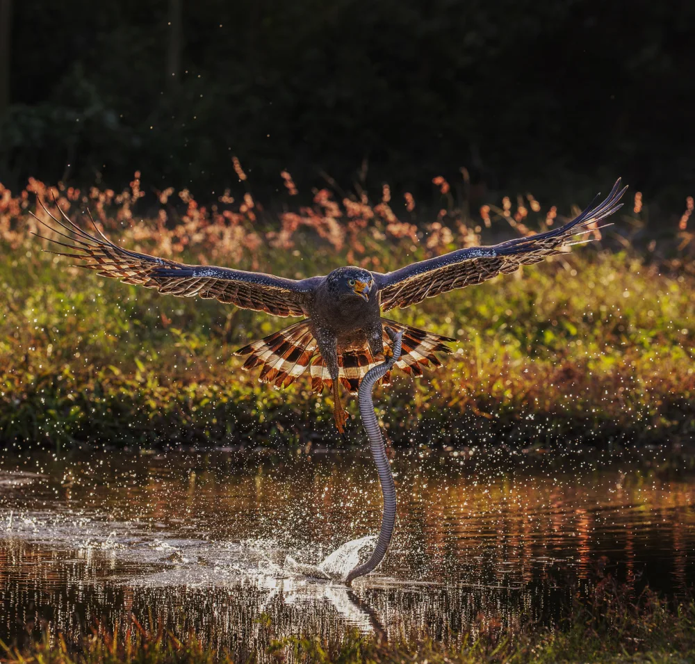 (吉星高照), Taksing: Crested Serpent Eagle