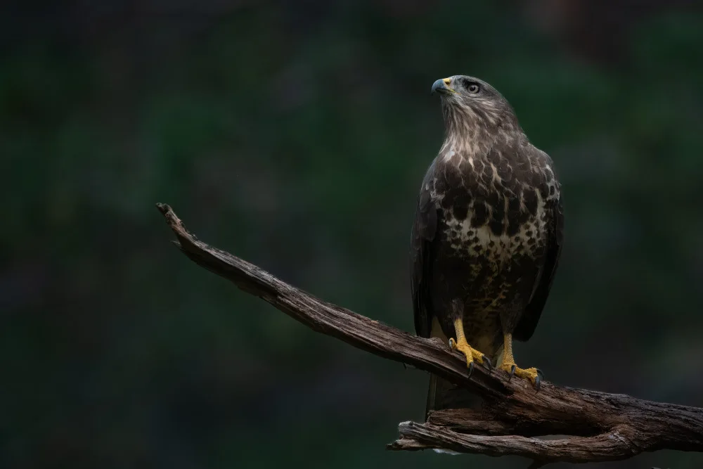Lennartsson, Johan: Buzzard