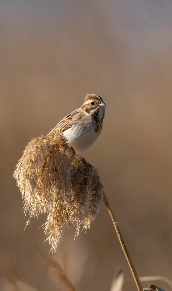 Tortajada, Ezequiel: Common Reed Bunting (Emberiza schoeniclus)