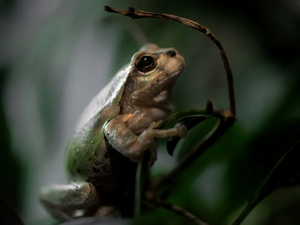 hiro: frog taking a break