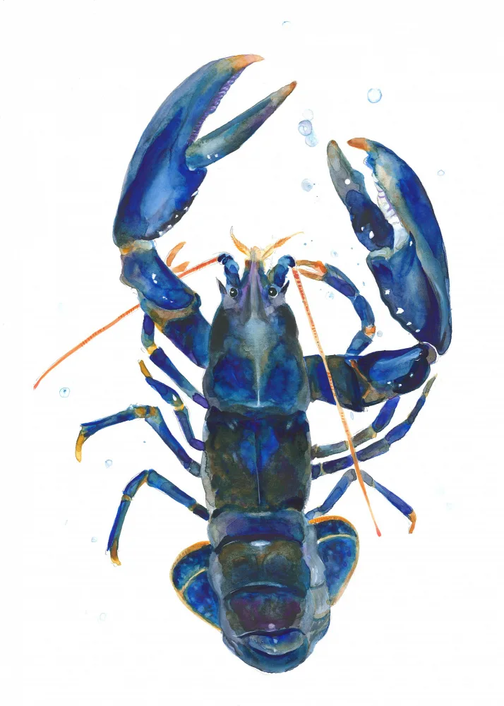 Brent, Isabelle: Un homard bleu