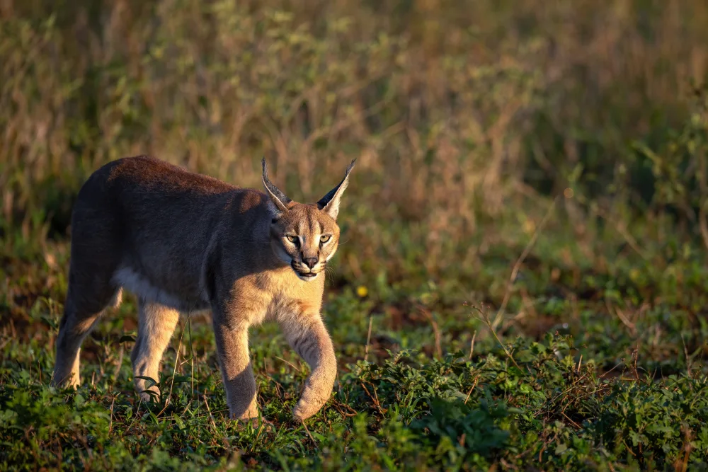 Felici, Massimo: Walking in the grass