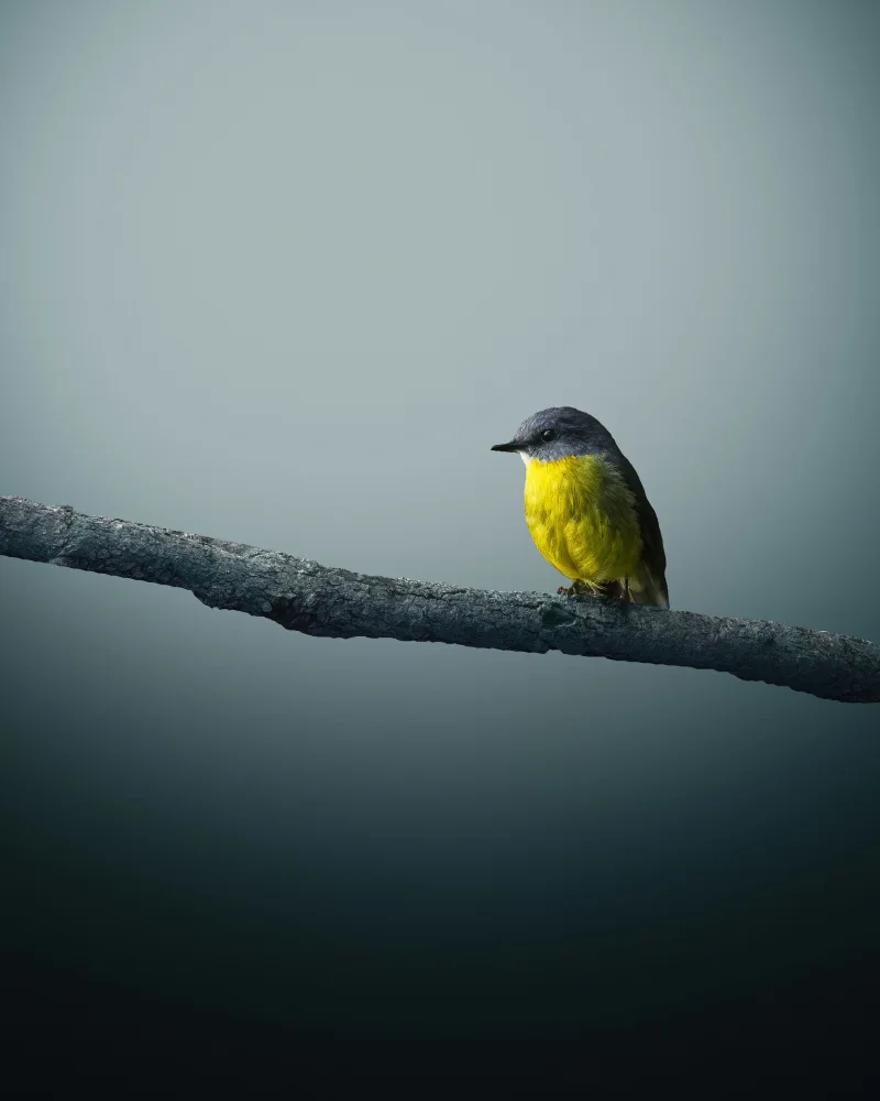 TaranSohal: Yellow Robin