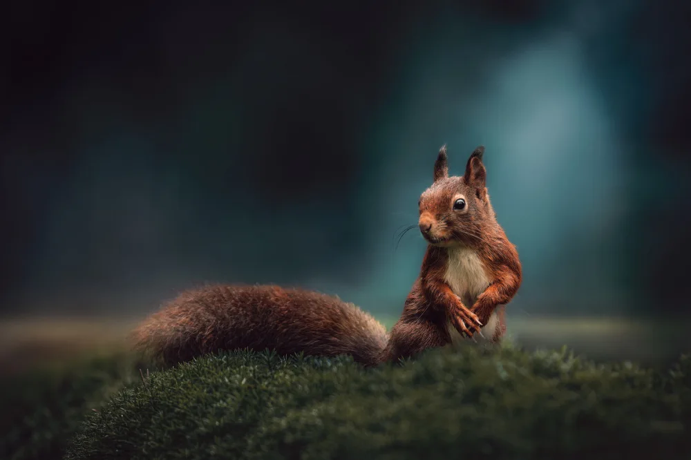 Horst, ter Gert: Red Squirrel
