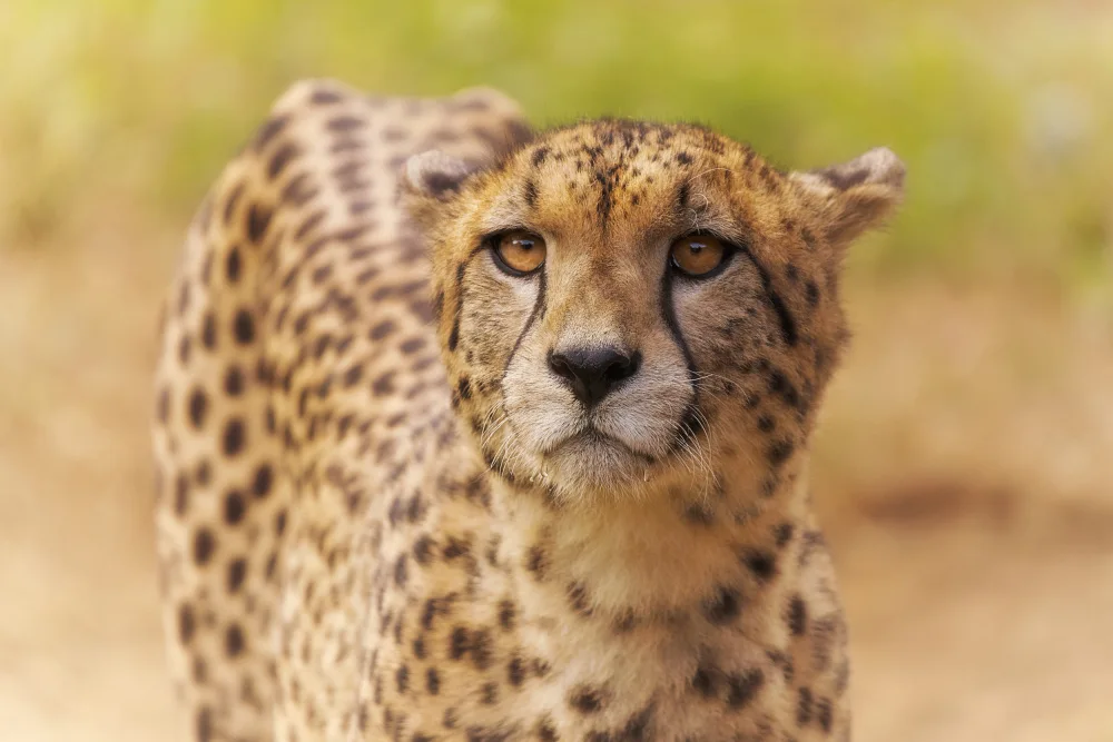 Ruiz, Saavedra Sergio: Fine Art Cheetah.