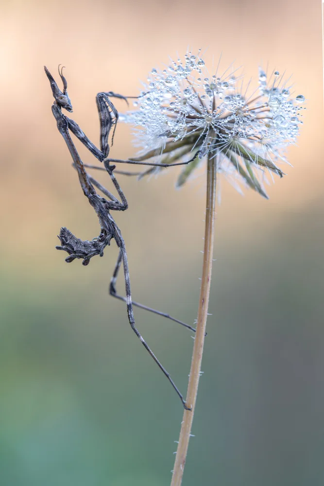 Tamajo, Massimo: Empusa pennata