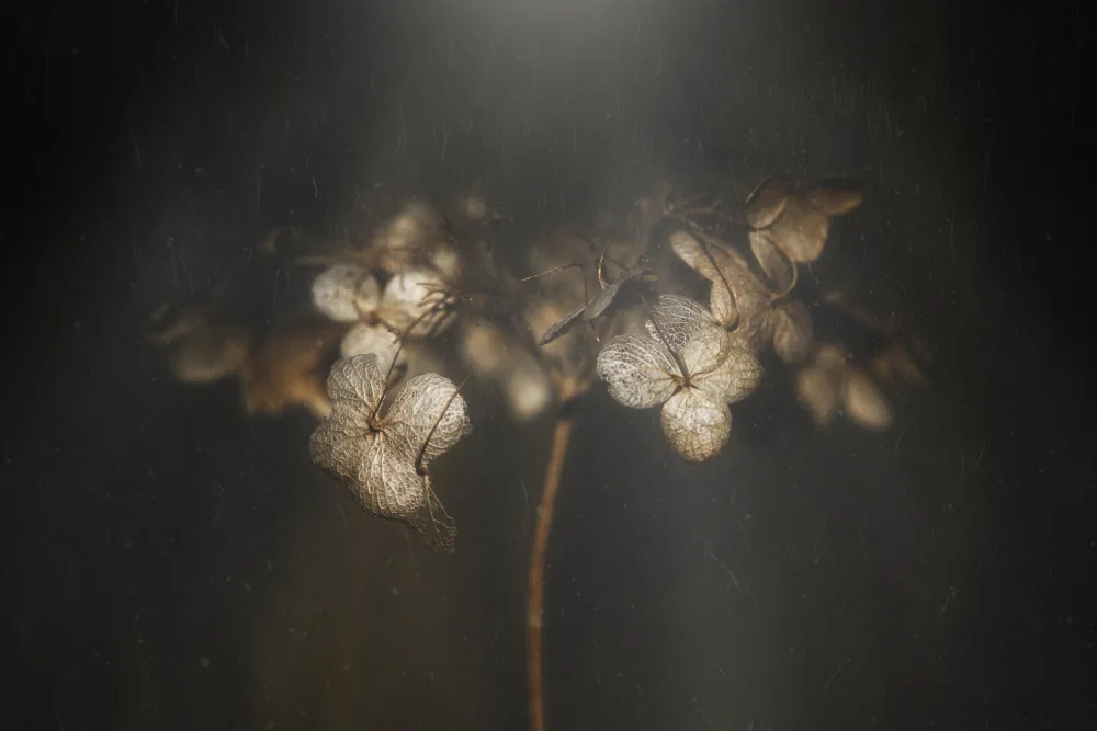 Suzuki, Takashi: Withered hydrangea