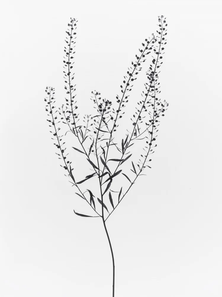Izzard, Magda: Delicate Plant I