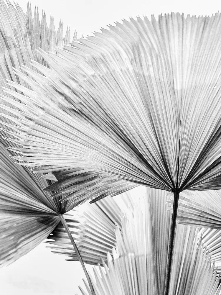 Izzard, Magda: Leaf II
