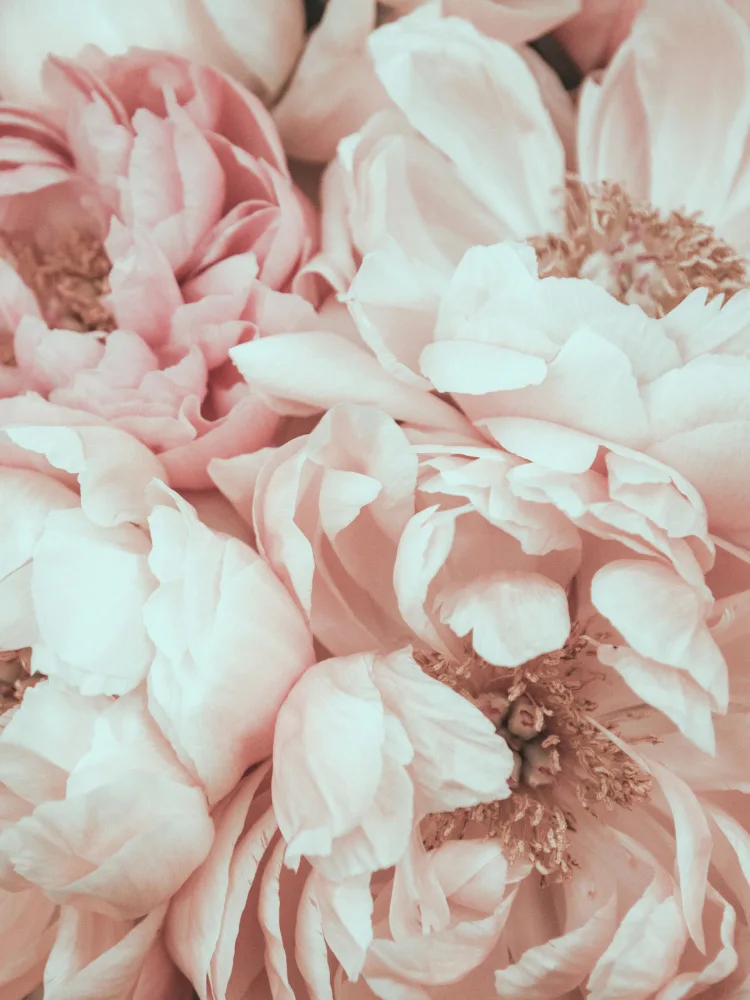 Izzard, Magda: Blossom Mix