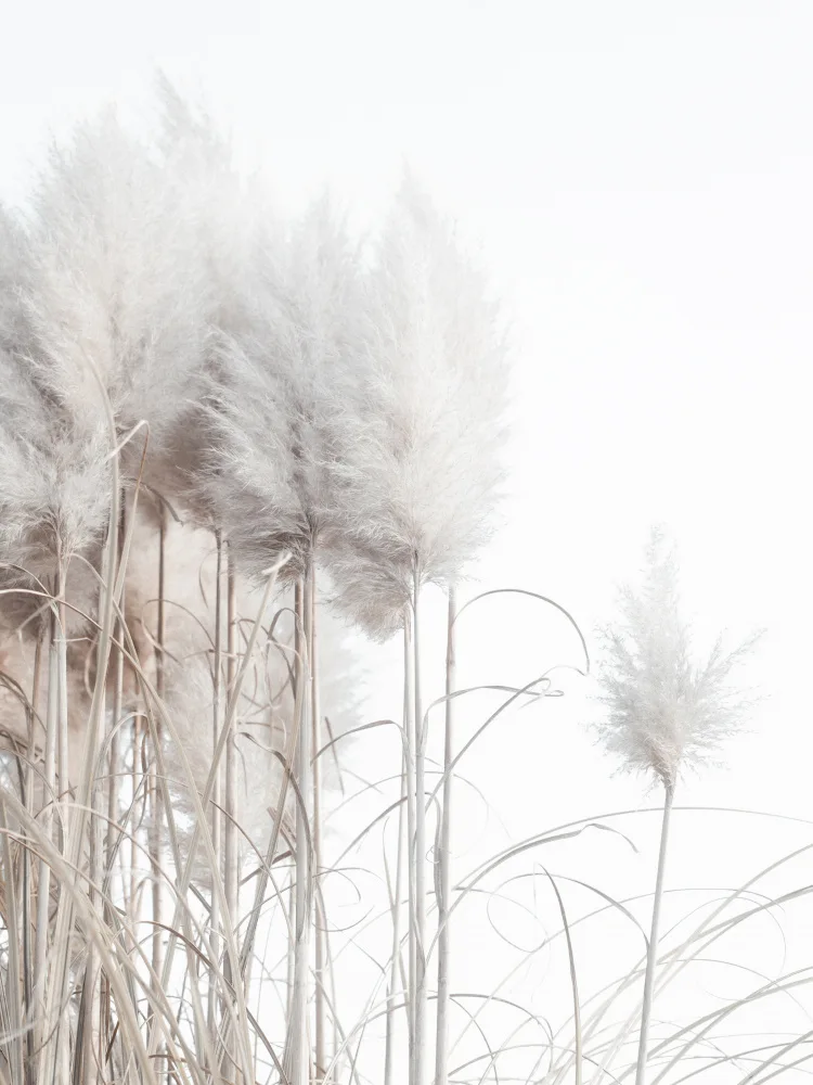 Izzard, Magda: Pampas Grass I