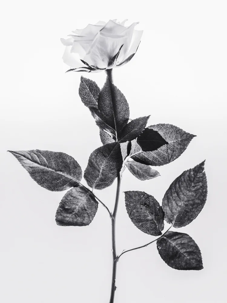 Izzard, Magda: Rose