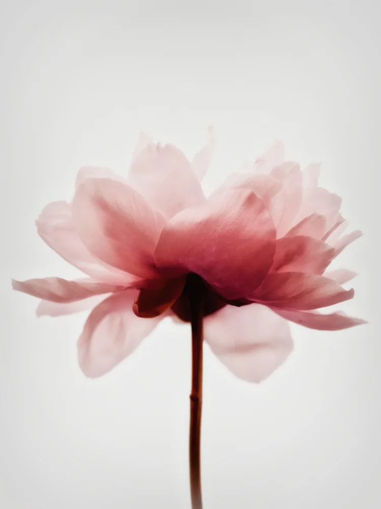 Izzard, Magda: Pink Peony