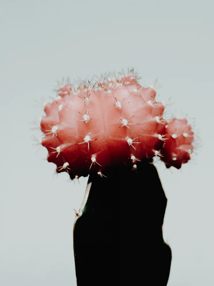Izzard, Magda: Cacti