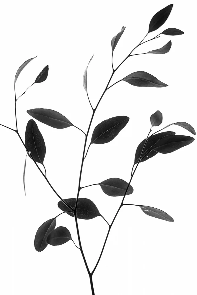 Izzard, Magda: Delicate Branch