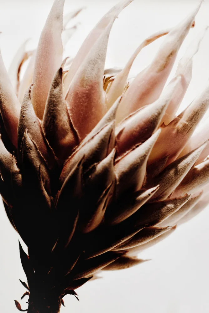 Izzard, Magda: Protea