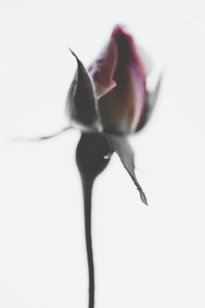Izzard, Magda: Elegant Rose